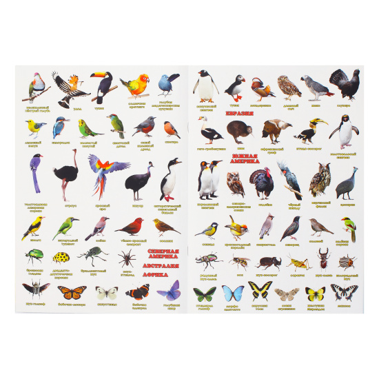 Книжка А4, 8 листов, с наклейками Птицы и насекомые Атлас мира Издательство Геодом