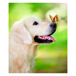 Мозаика алмазная 21*25 см, выкладка частичная, картон Собака с бабочкой Mazari M-10362