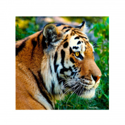 Мозаика алмазная 30*30 см, выкладка полная, холст Тигр Рыжий кот AS30002