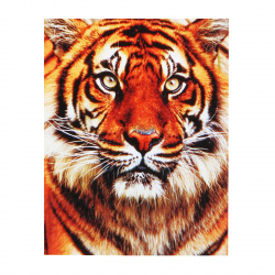 Мозаика алмазная 30*40 см, выкладка полная, холст Амурский тигр Рыжий кот GB200