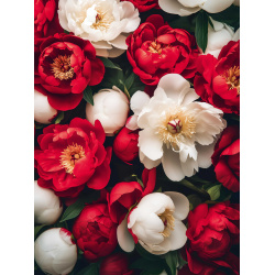 Мозаика алмазная, 30*40 см, выкладка полная, холст, Красные и белые пионы, Феникс, 71408