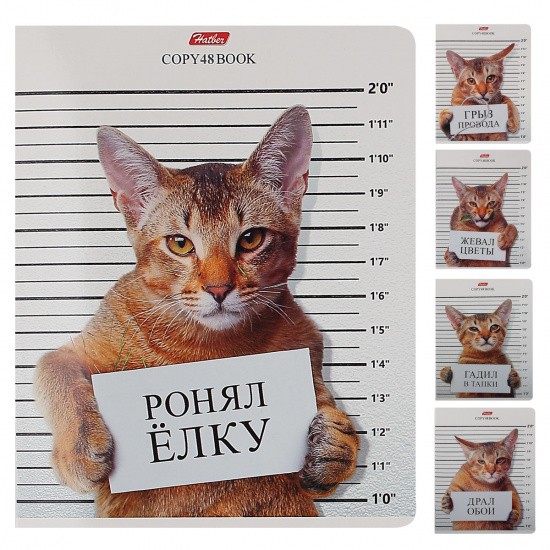 Тетрадь А5, 48л, клетка, поля, ассорти 5 видов Hatber Кот обормот 48Т5В1
